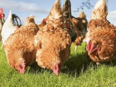 家禽养殖核心技术合集：选种+饲喂+疫病防控全攻略